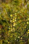 : - Acacia elongata