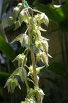 :-Catasetum fimbriatum