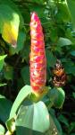 : - Costus woodsonii