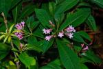 : - Alstonia yunnanensis