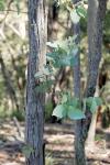 : - Eucalyptus dives