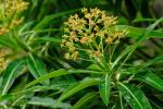 : - Euphorbia mellifera