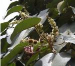 : - Croton hibiscifolius