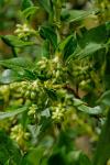 : - Coprosma hirtella