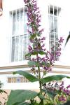 : - Lepechinia hastata