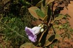 : - Argyreia mollis