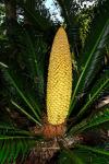 Japanischer Palmfarn - Cycas revoluta