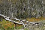 Schnee-Eukalyptus-Eucalyptus pauciflora