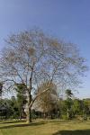 : - Gmelina arborea