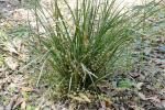: - Lomandra multiflora