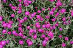 Vexiernelke - Lychnis coronaria
