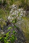: - Olearia megalophylla