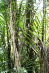 : - Oncosperma tigillarium
