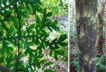 : - Dracontium gigas