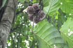 : - Artocarpus odoratissimus