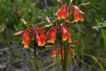 : - Blandfordia nobilis