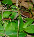 : - Chiloglottis diphylla