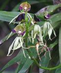 : - Prosthechea cochleata