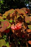 : - Dombeya ianthotricha