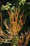 Bleistiftstrauch - Euphorbia tirucalli