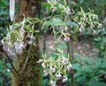 : - Epidendrum piliferum