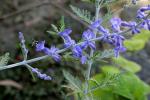Silber-Perowskie - Perovskia atriplicifolia