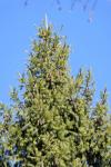 Himalaja-Fichte - Picea smithiana