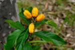 : - Pittosporum revolutum