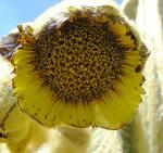 : - Espeletia grandiflora