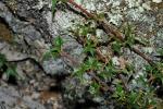 : - Podolobium ilicifolium