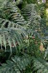 : - Pteris wallichiana