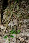 : - Pterostylis erecta