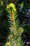 : - Pultenaea stipularis