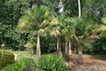 : - Ravenea rivularis