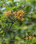 : - Rhododendron austrinum