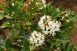: - Rhododendron micranthum