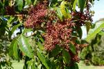 : - Rhodosphaera rhodanthema