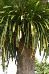 : - Cymbidium finlaysonianum