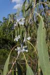 : - Eucalyptus nortonii