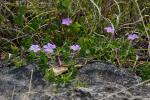 Schlitzblättriger Storchschnabel-Geranium potentilloides
