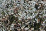 Schnee-Heide - Erica herbacea