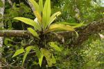 : - Microsorum punctatum