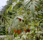 :-Rubus fraxinifolius