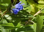 : - Salvia corrugata