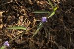 : - Cyanotis axillaris