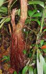 : - Geonoma interrupta