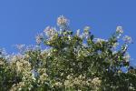 :-Bauhinia roxburghiana