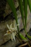 :-Coelogyne viscosa