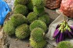 : - Durio oxleyanus