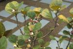 Mistelfeige-Ficus deltoidea